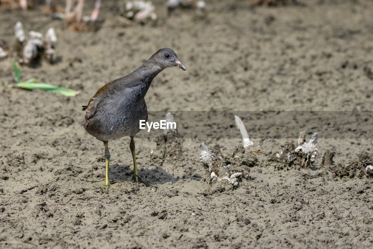 close-up of bird perching on sand