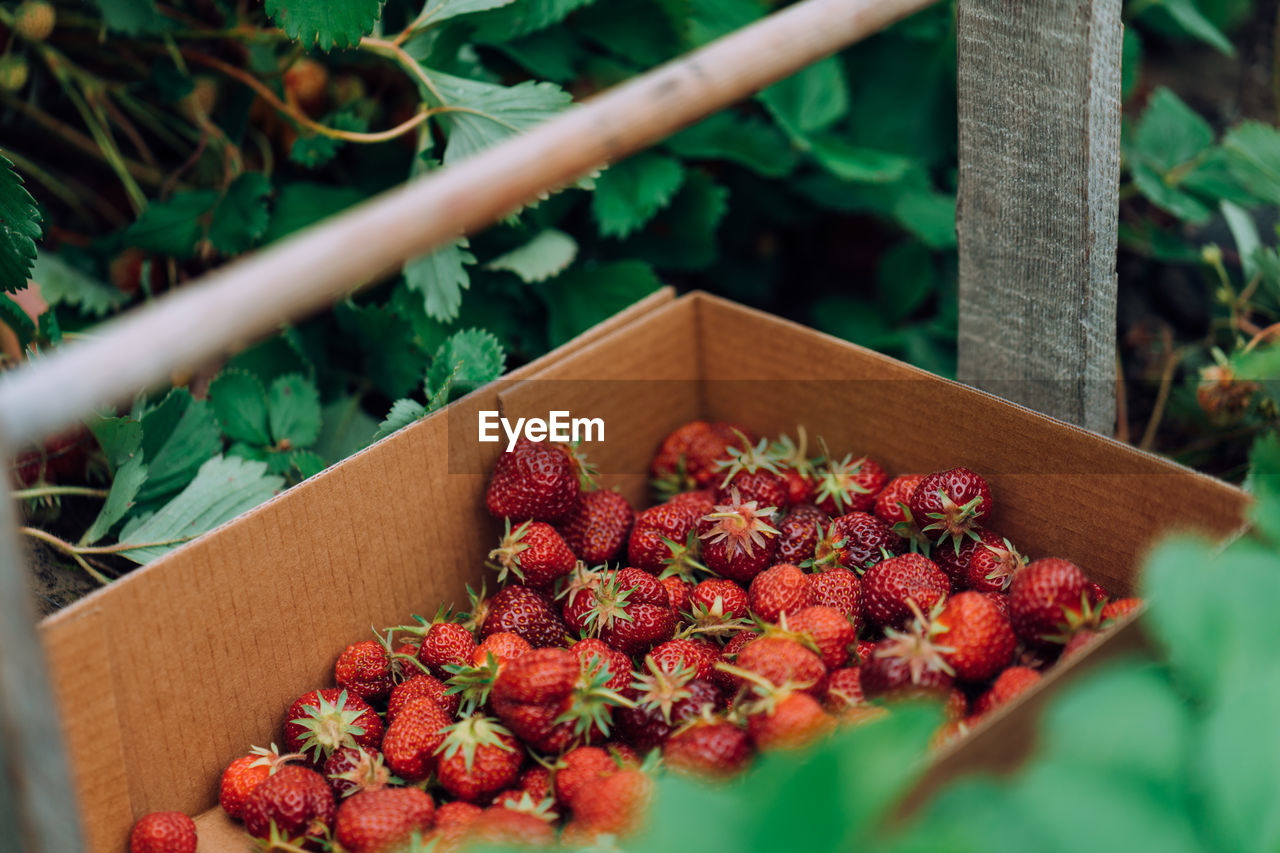 Ripe dark red strawberries in a paper basket