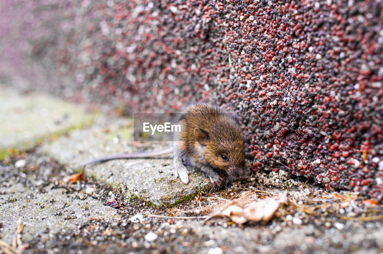 Close-up of rat on street