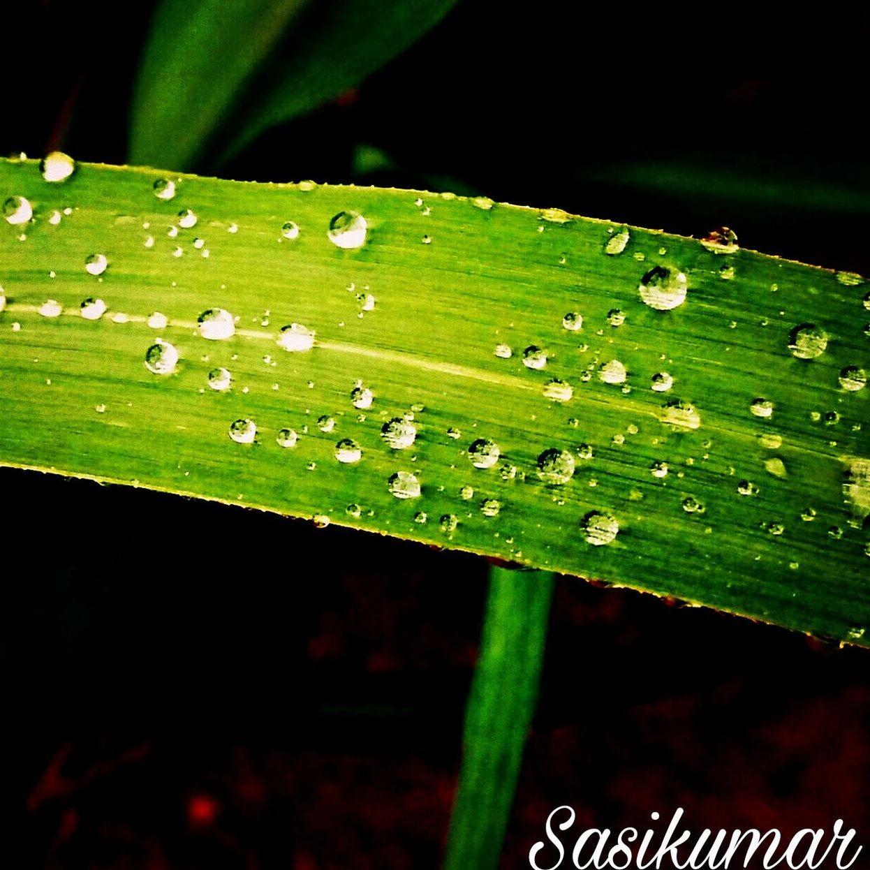 CLOSE-UP OF WATER DROPS ON GREEN LEAF