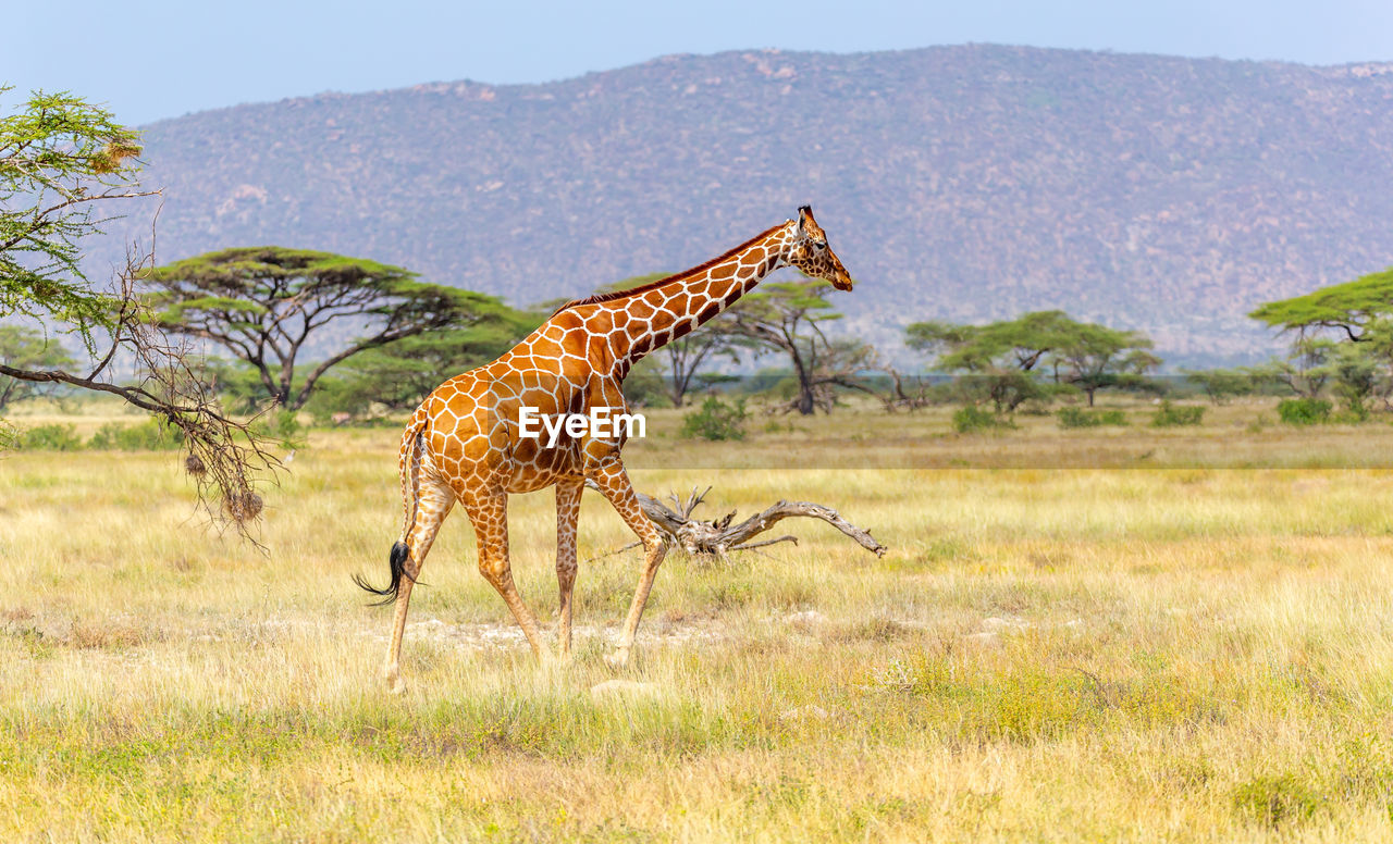 VIEW OF GIRAFFE ON FIELD