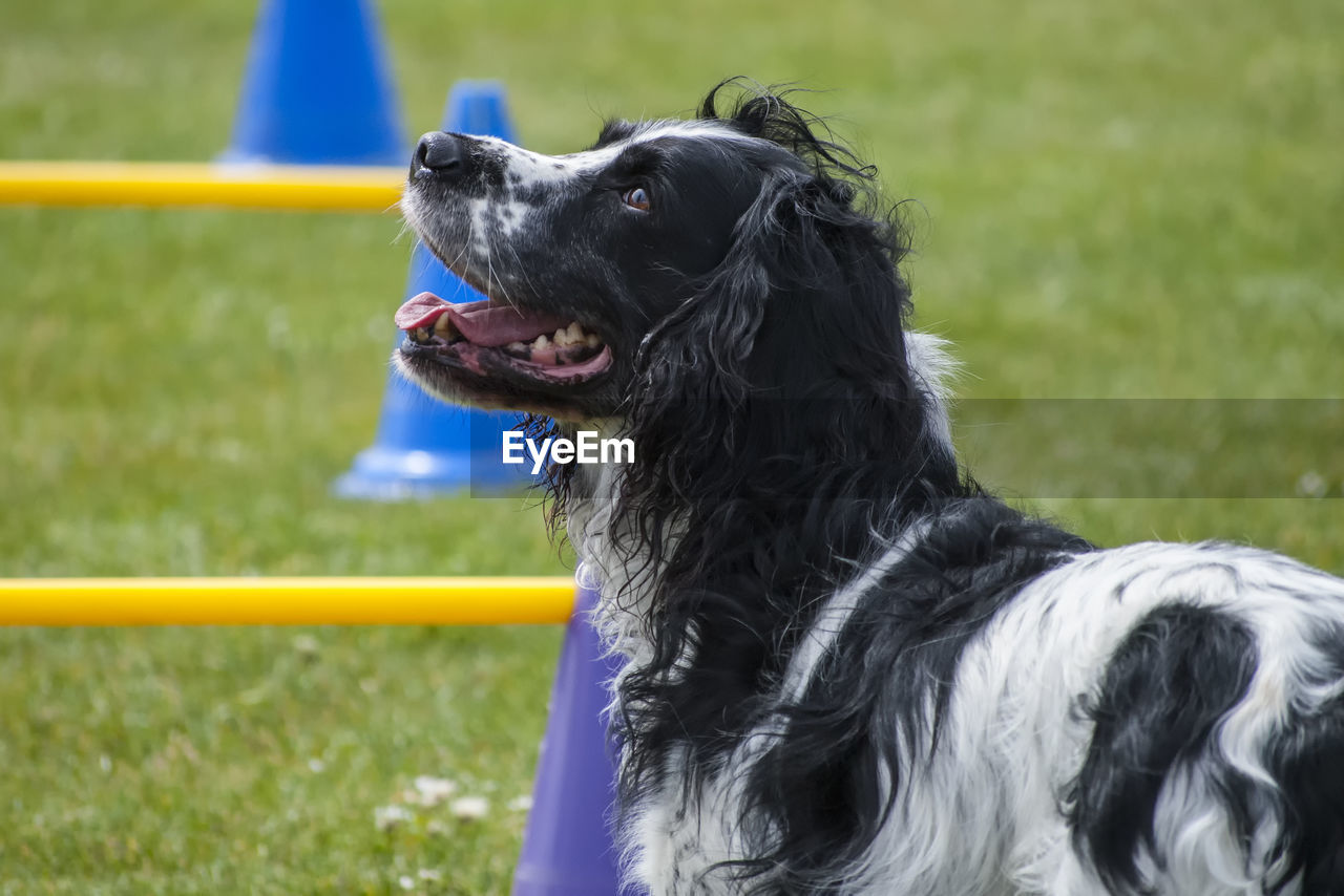 CLOSE-UP OF DOGS ON FIELD