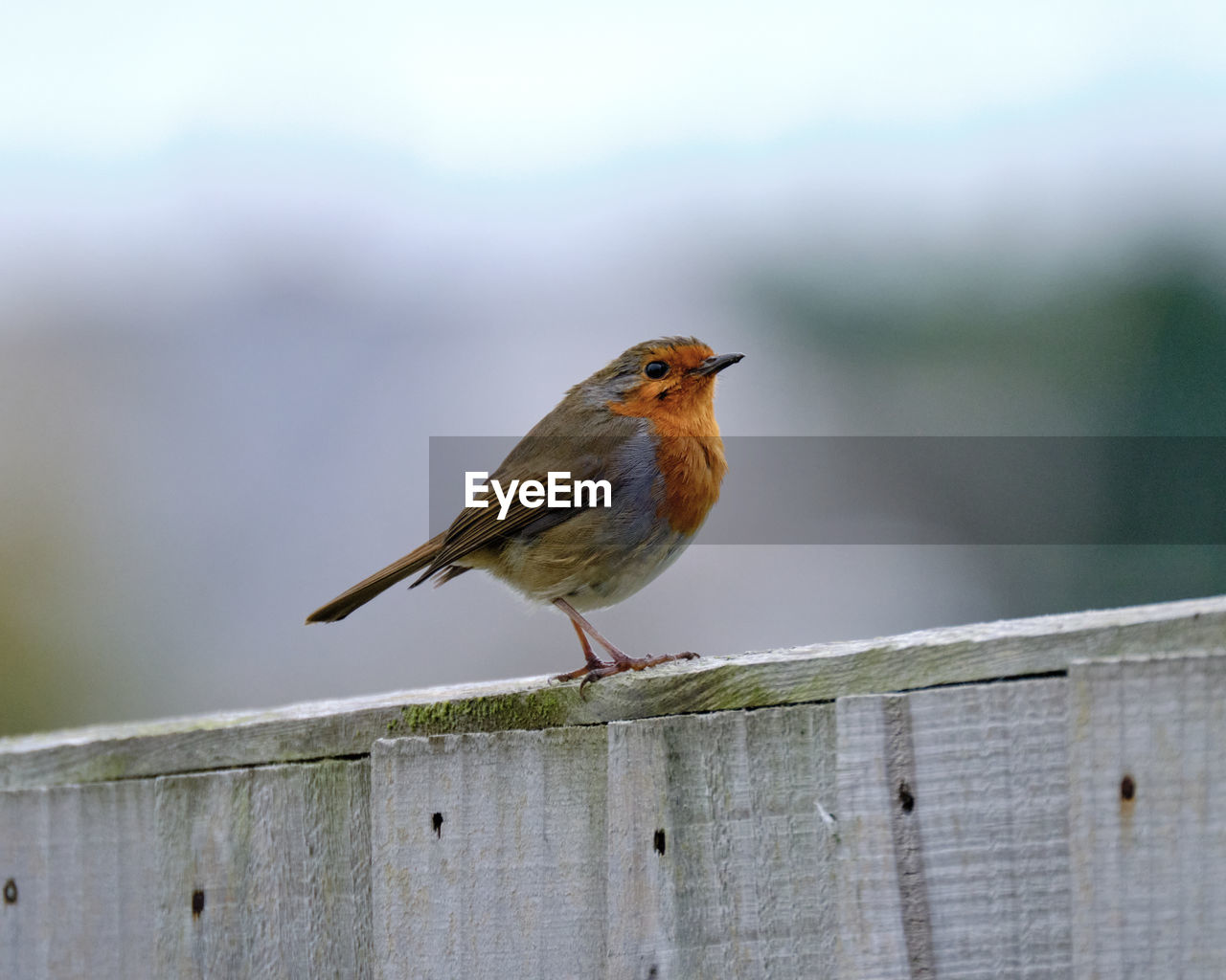 BIRD PERCHING ON RAILING