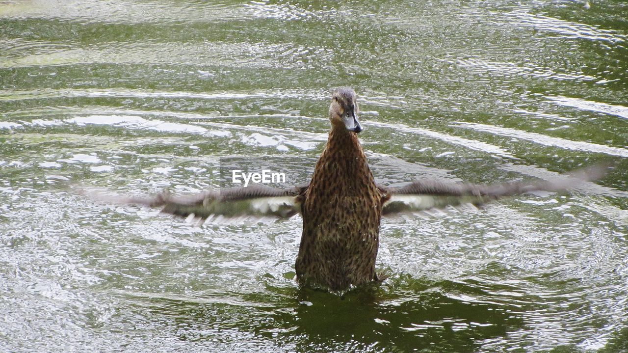 High angle view of female mallard duck flapping wings in lake