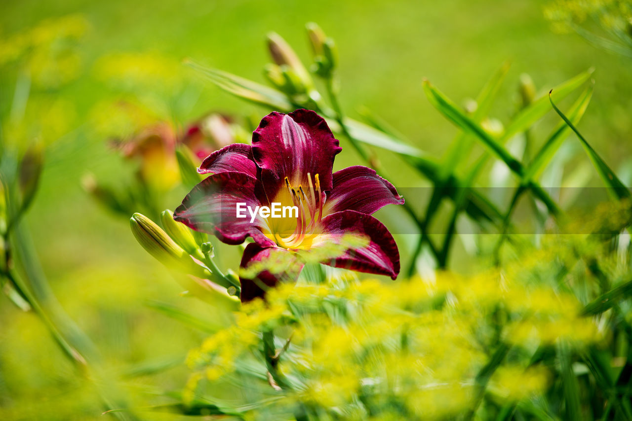 Close-up of flower blooming outdoors