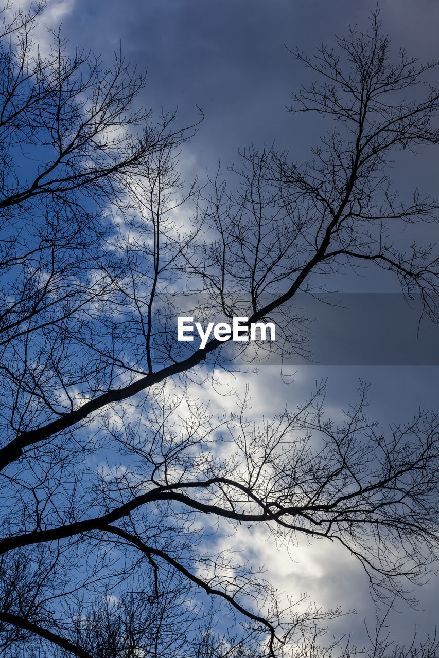 LOW ANGLE VIEW OF SILHOUETTE BARE TREES AGAINST SKY