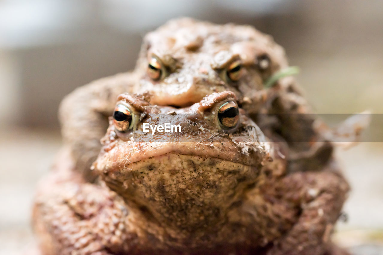 CLOSE-UP OF FROG ON LEAF