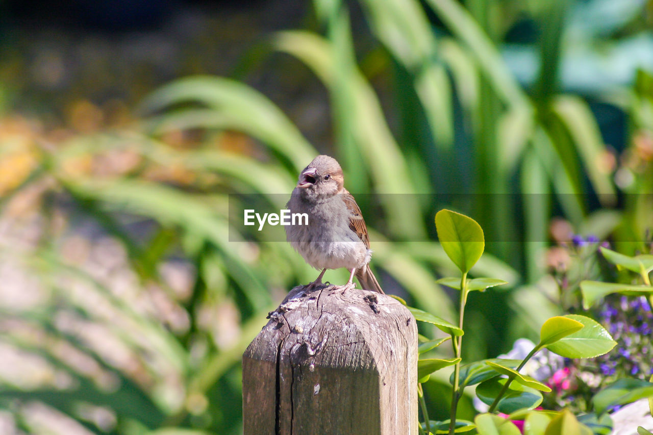 close-up of bird perching