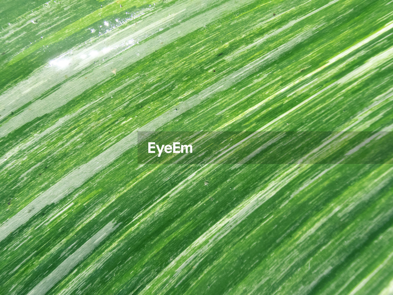 green, grass, backgrounds, plant, full frame, no people, leaf, nature, palm leaf, plant part, growth, close-up, beauty in nature, pattern, lawn, palm tree, plant stem, textured, flower, freshness, field, outdoors, day, tree, tropical climate, environment