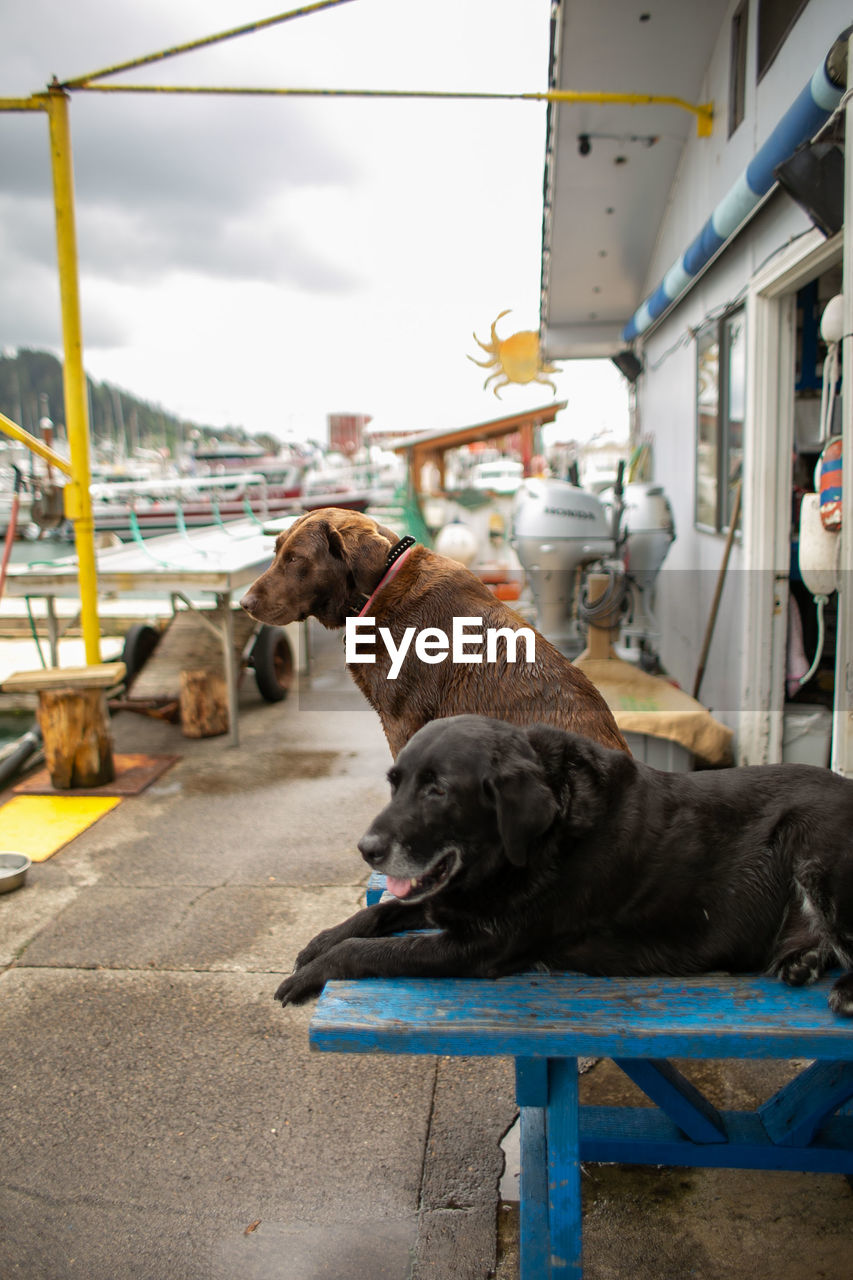 Two dogs sitting on a table at an ocean pier