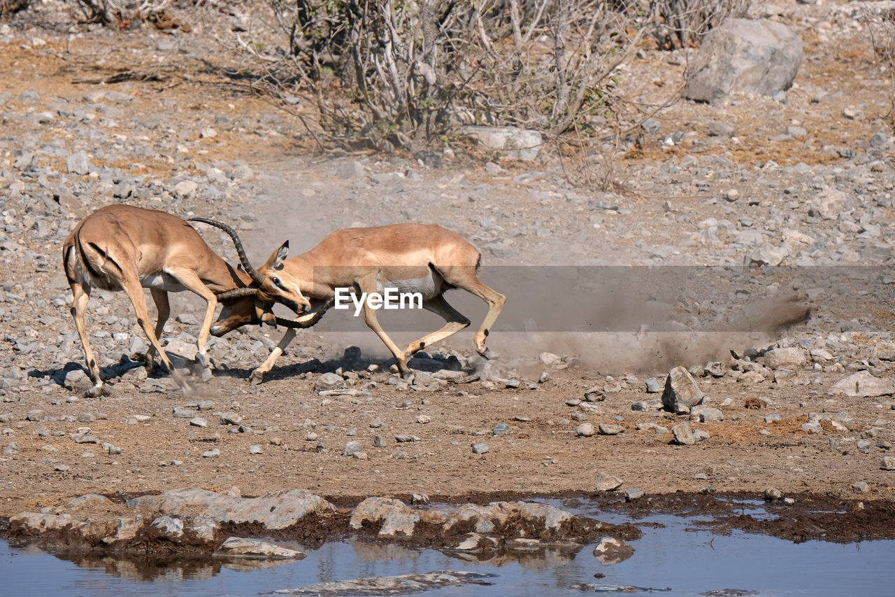 Etosha national park, namibia