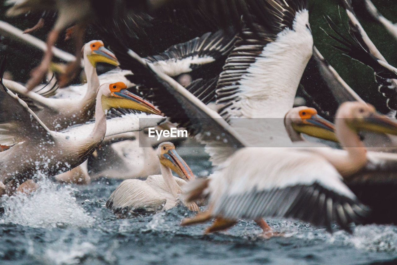 Pelicans flying over water