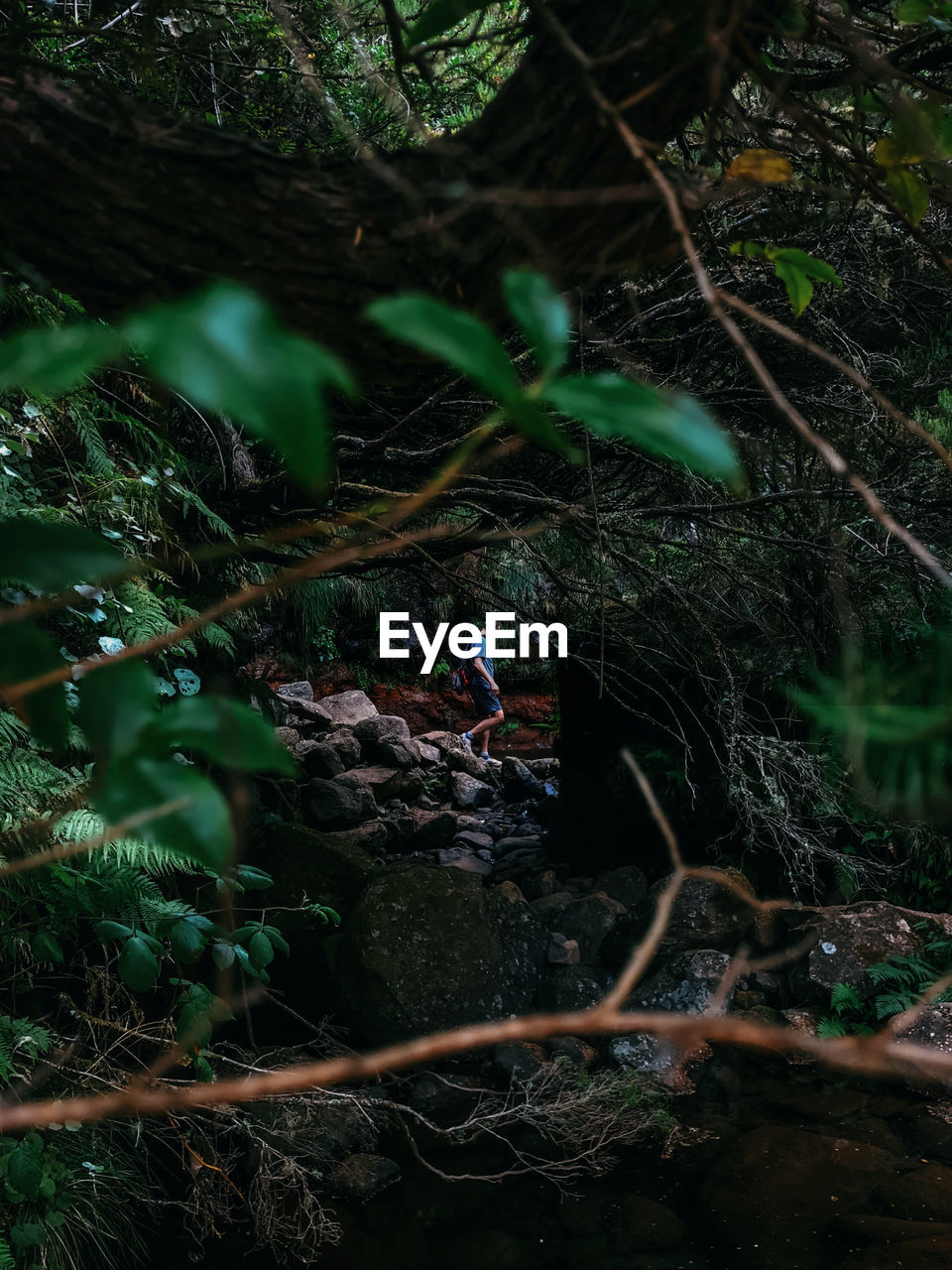 Man seen through tree in forest