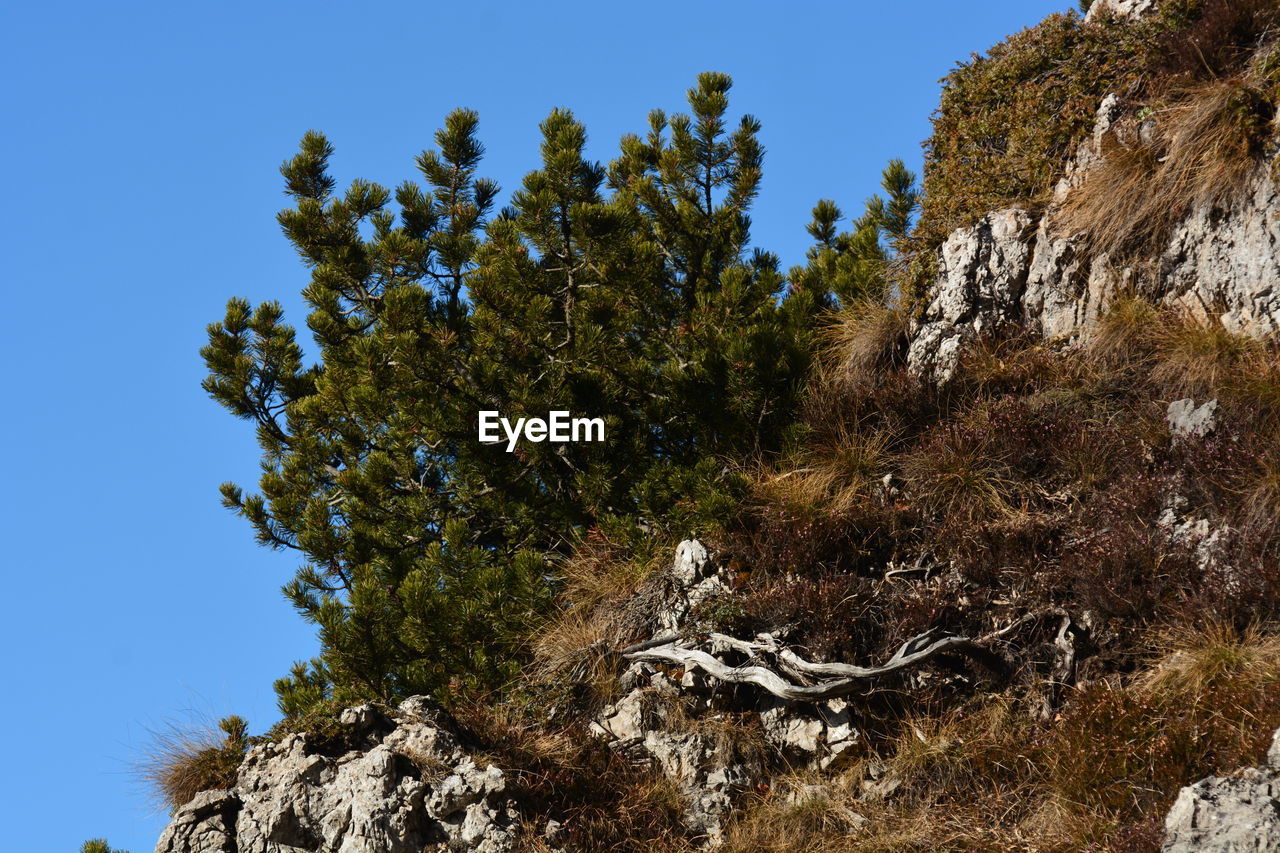 LOW ANGLE VIEW OF TREE AGAINST CLEAR SKY