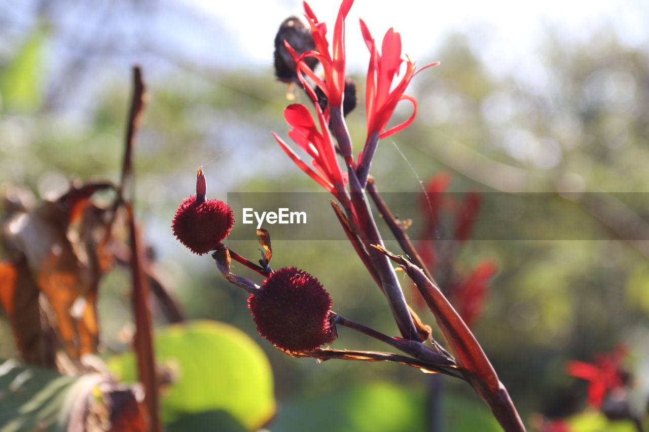 CLOSE-UP OF RED FLOWER