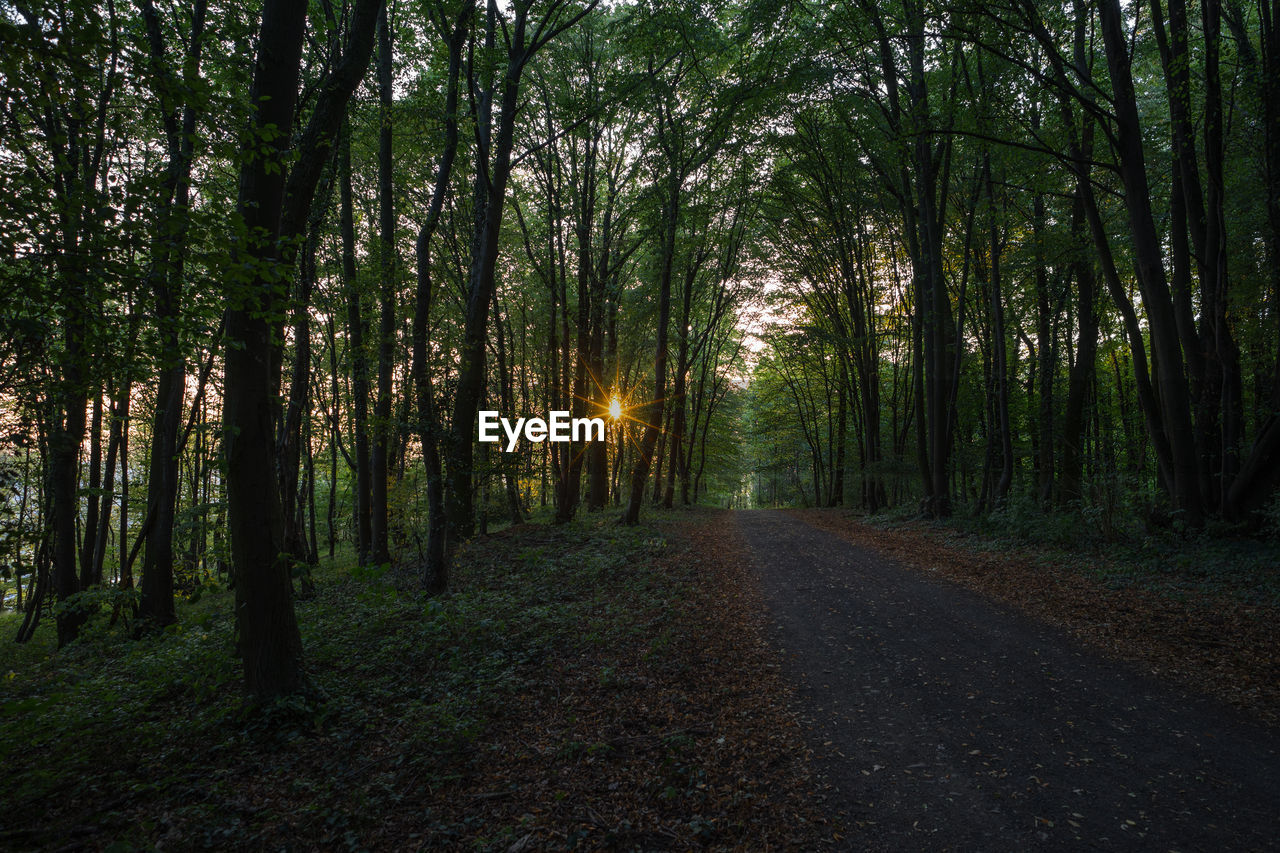 The forest on the ennert. setting sun through the trees on a hot summer evening.