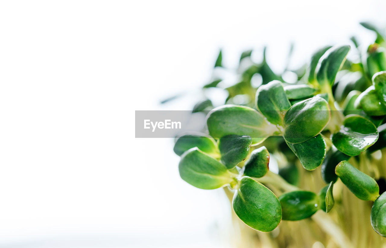 Sunflower microgreen sprouts close-up on white background, web banner size