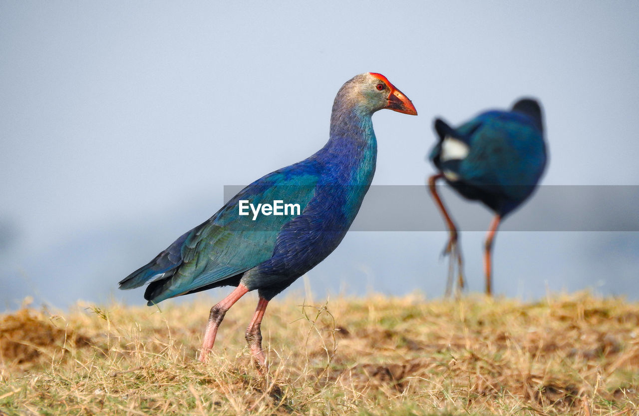 Close-up of purple swamphens on field against sky