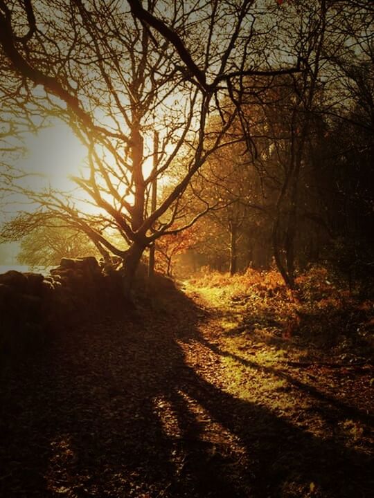 BARE TREES IN FOREST DURING SUNSET