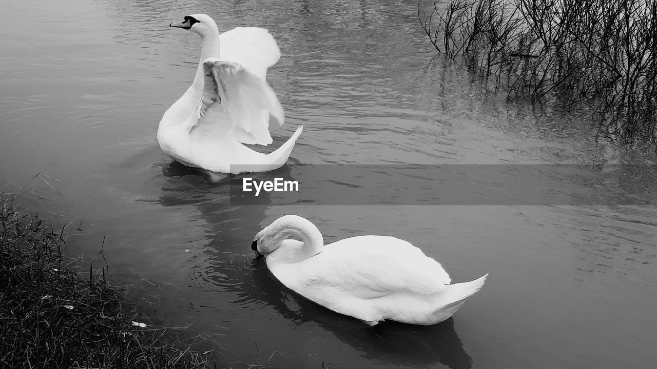 Swans swimming in lake