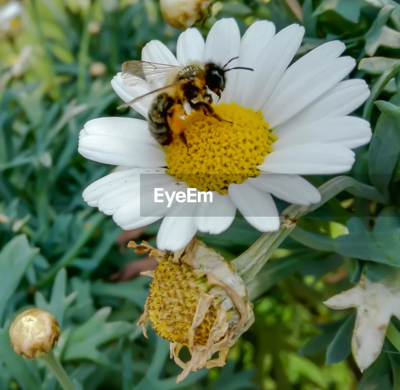 CLOSE-UP OF HONEY BEE POLLINATING ON WHITE FLOWER