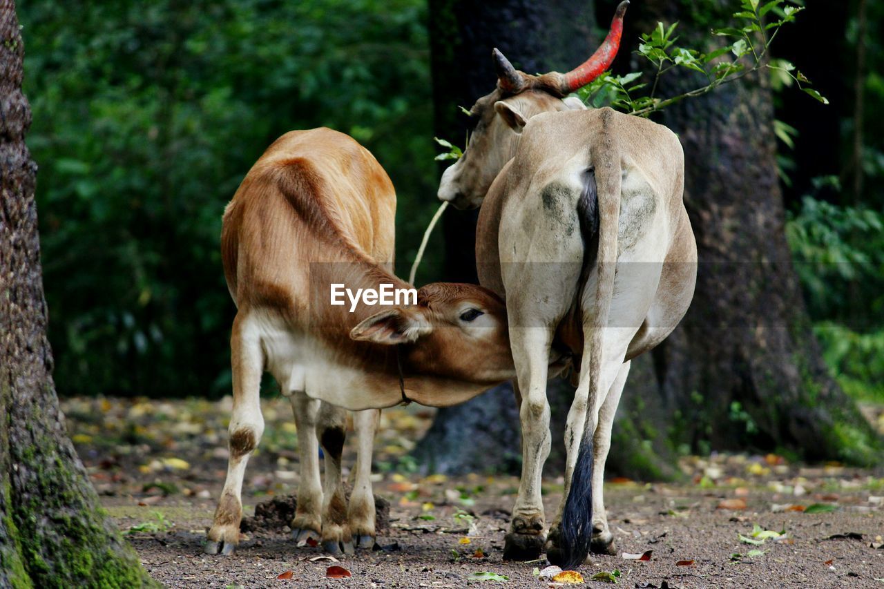 HORSES STANDING AGAINST TREES