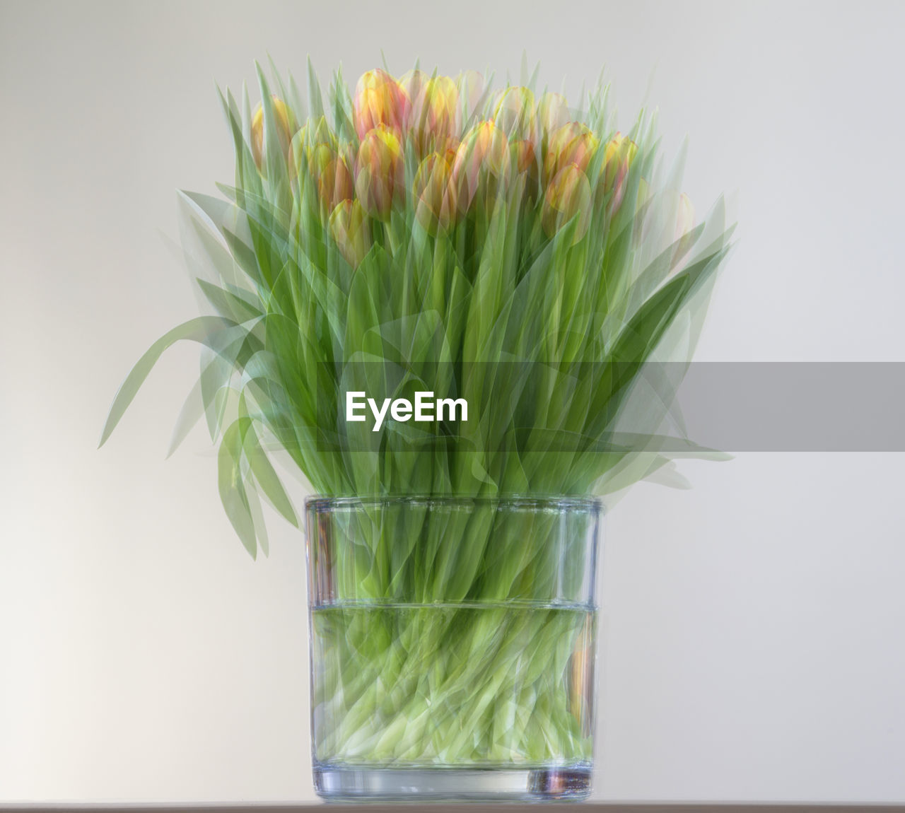 CLOSE-UP OF PLANT IN GLASS AGAINST WHITE BACKGROUND