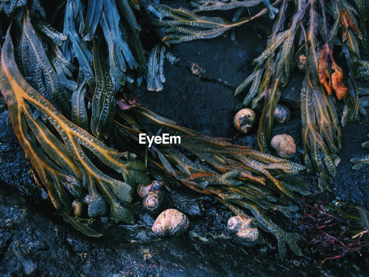 High angel view of seaweeds and seashell on shore