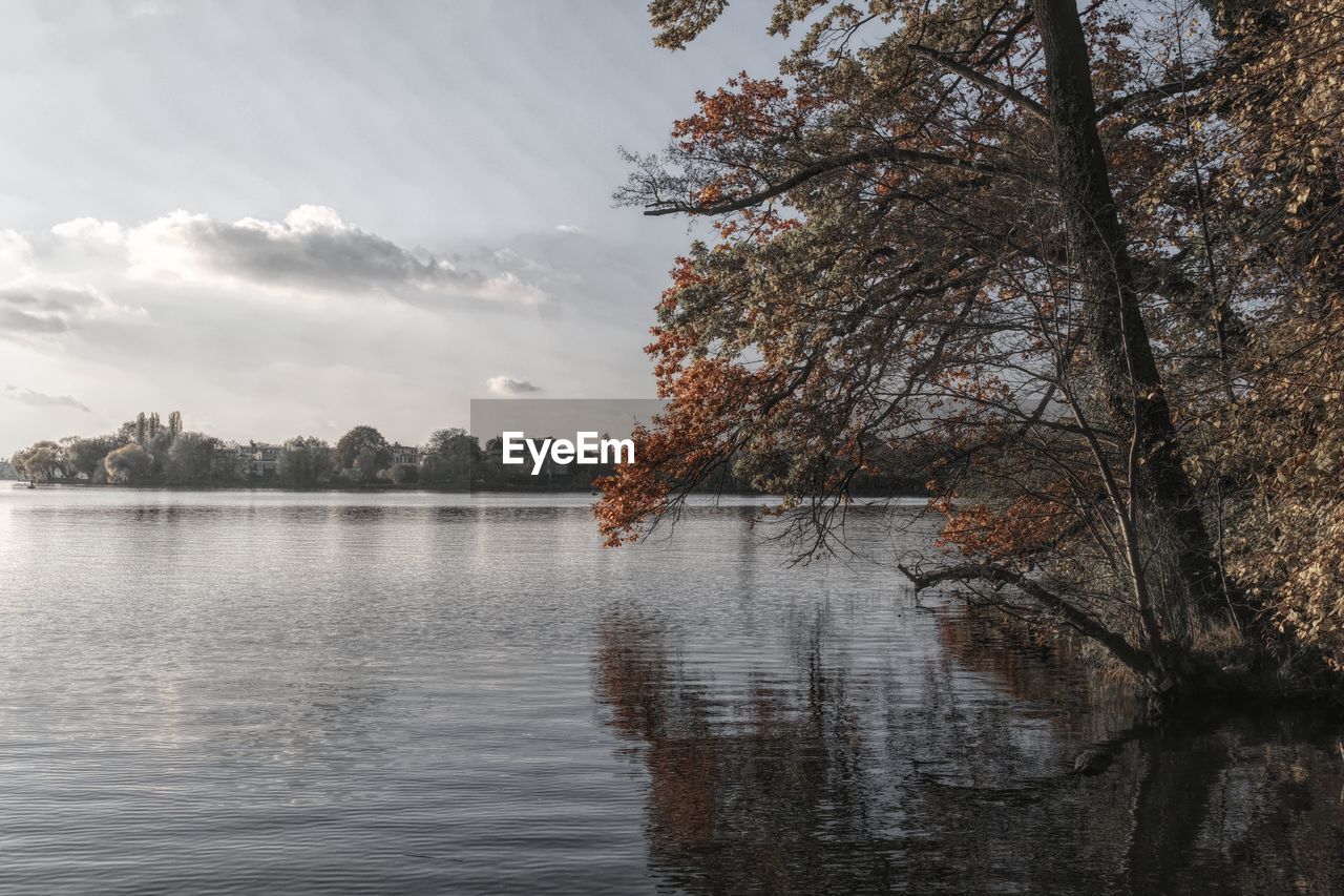 TREE BY LAKE AGAINST SKY