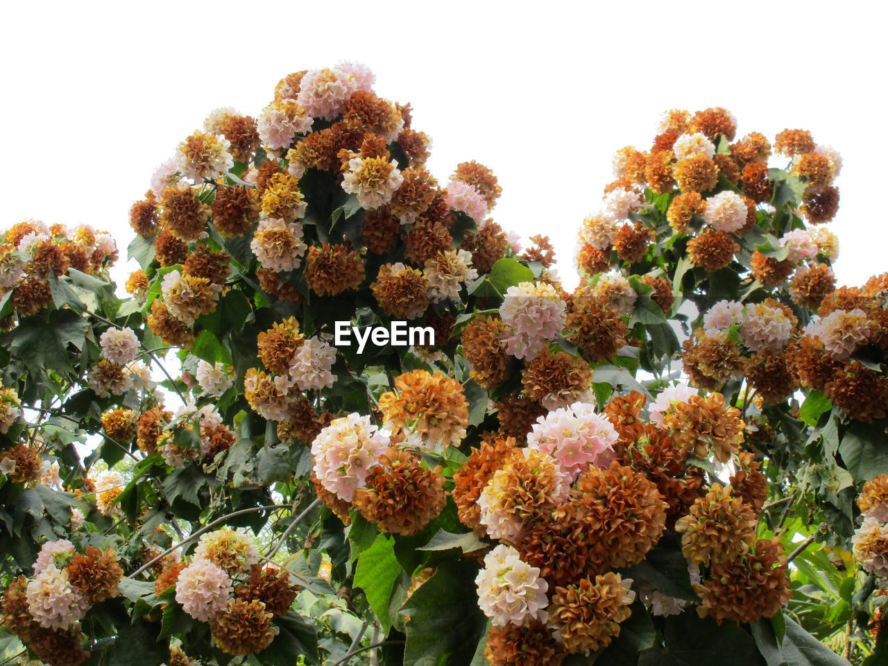 Low angle view of flowering plants against sky