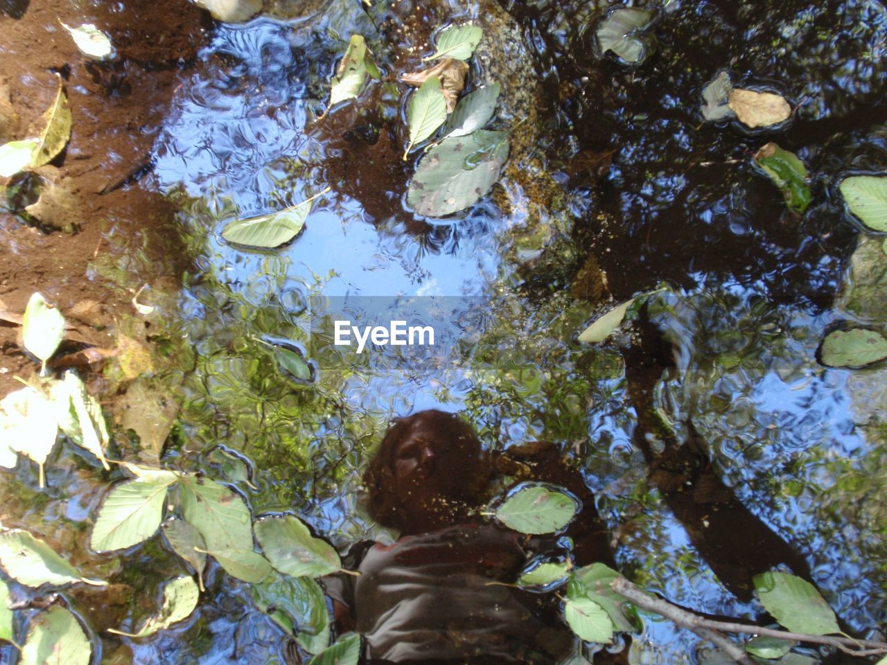 High angle view of fish swimming in water