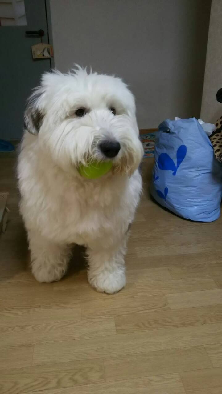 DOG LOOKING UP