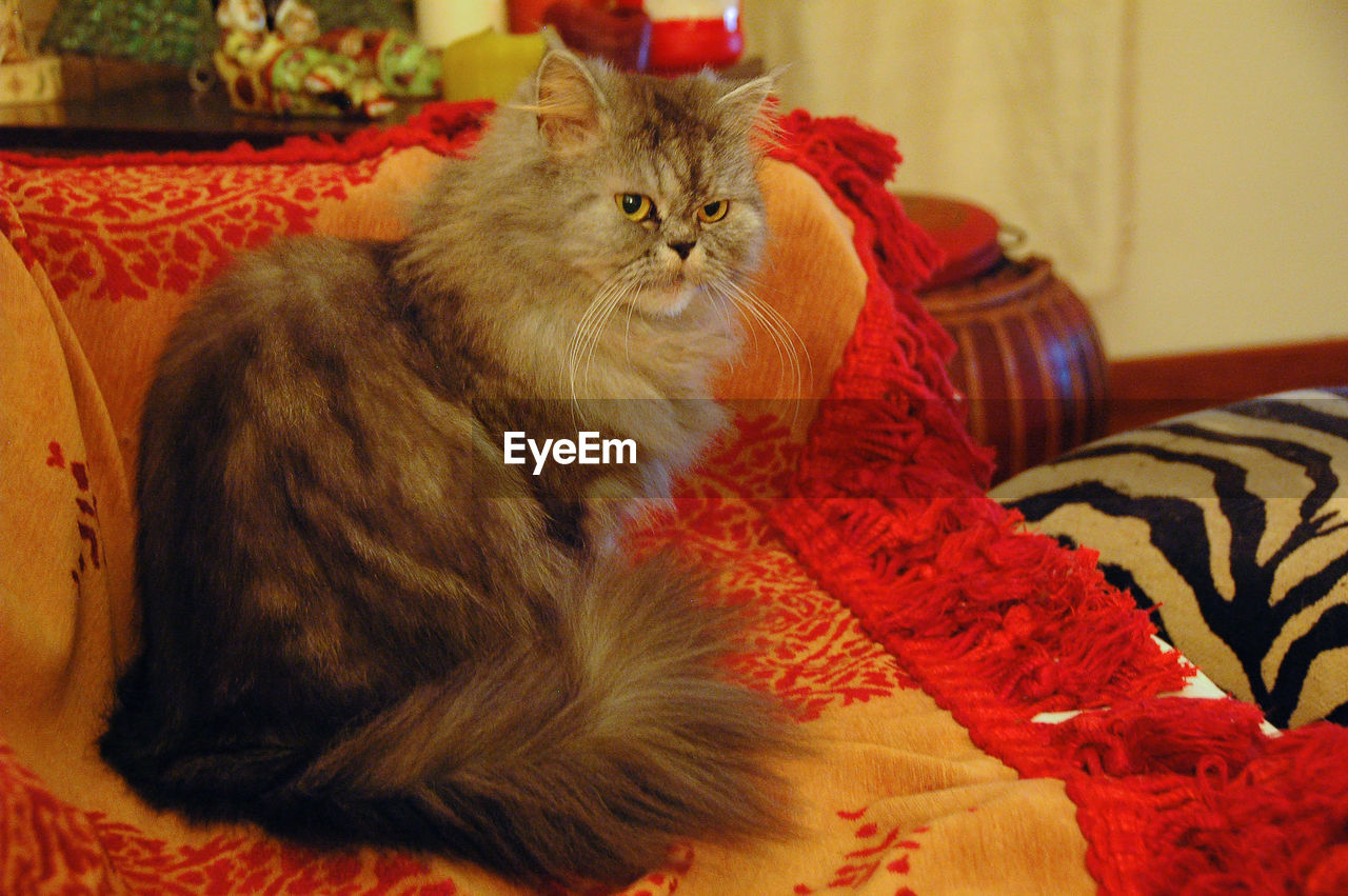 Close-up of cat sitting on bed