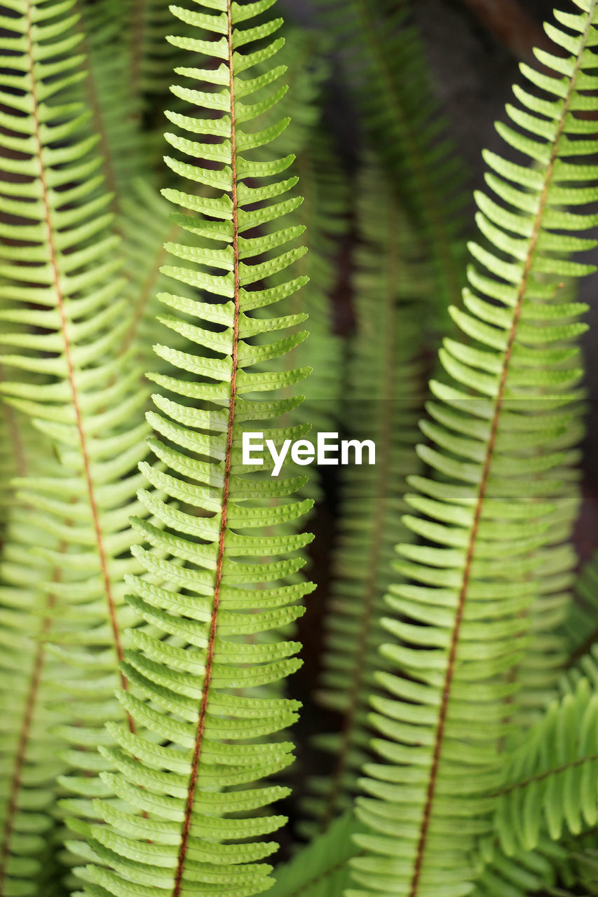 Close-up of fern leaves