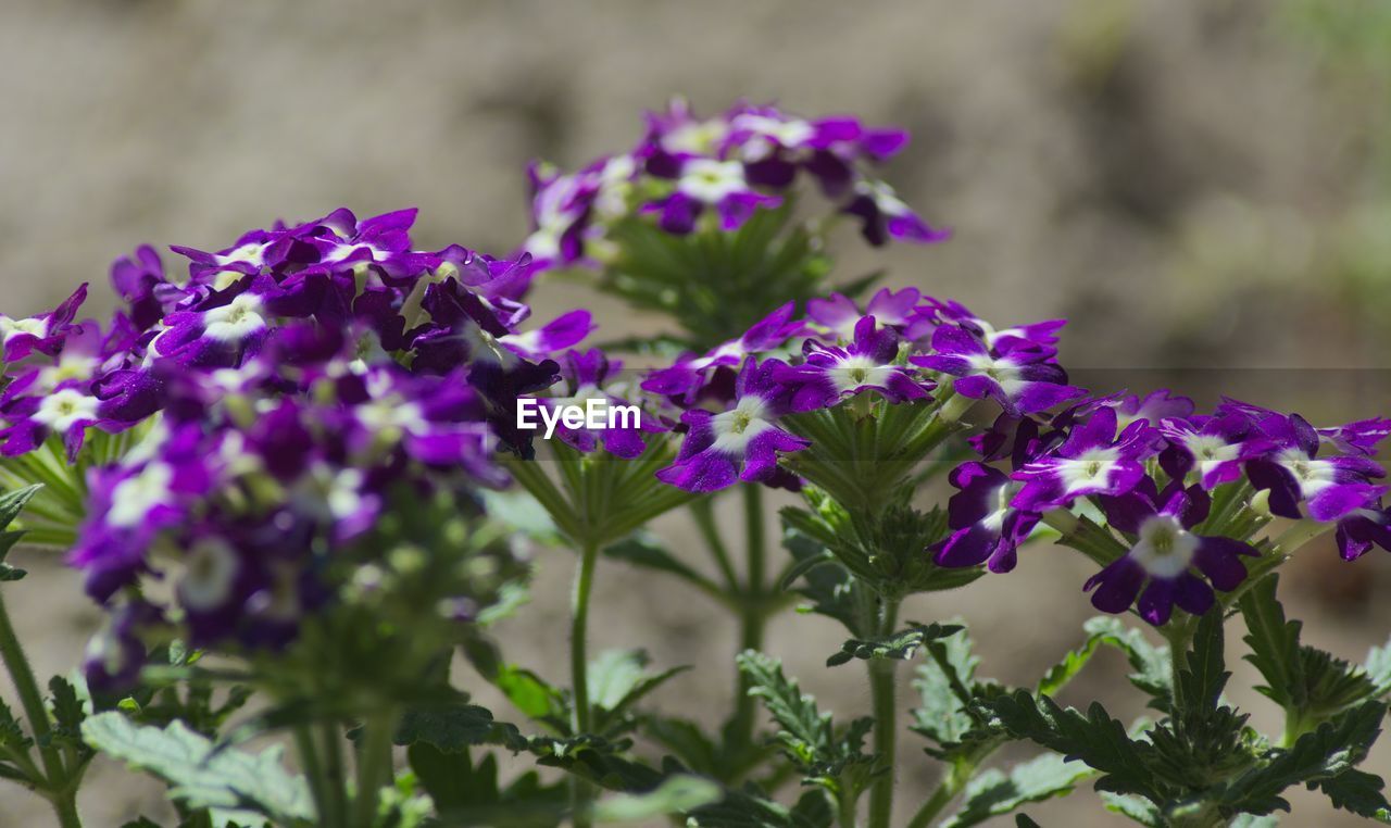 Close-up of purple flowering plants