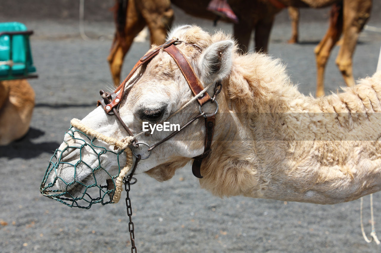 Camel, timanfaya national park, spain