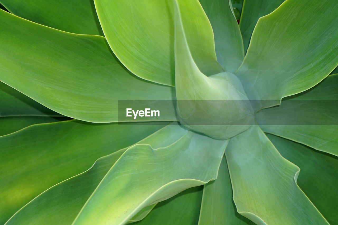 Full frame shot of green leaves