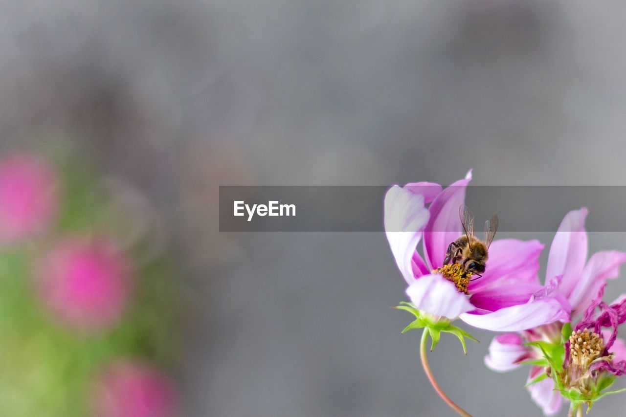 Close-up of bee pollinating on pink cosmos flower