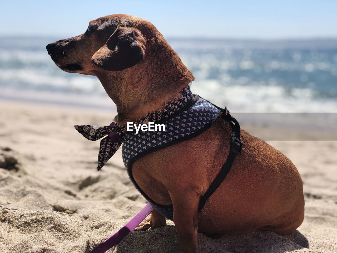 CLOSE-UP OF DOG LOOKING AWAY