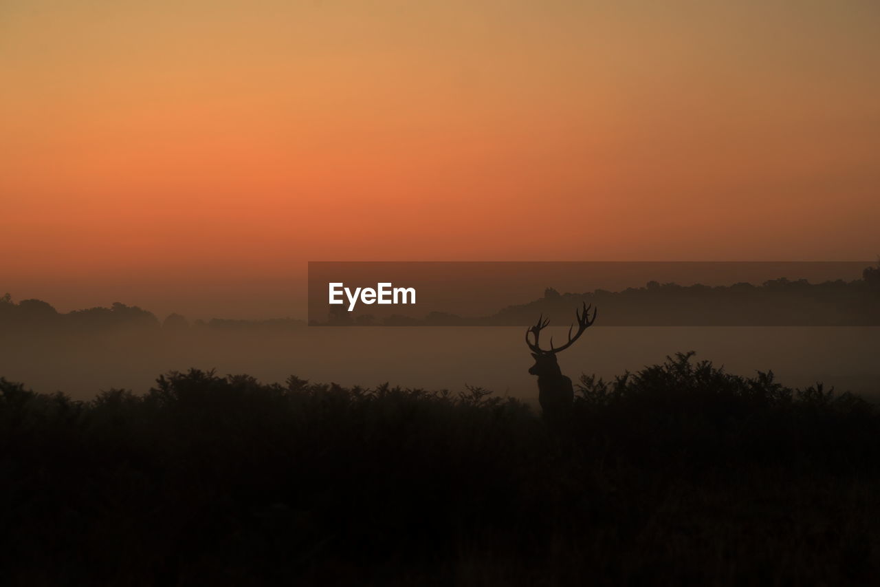 A monarch red deer stag at dawn