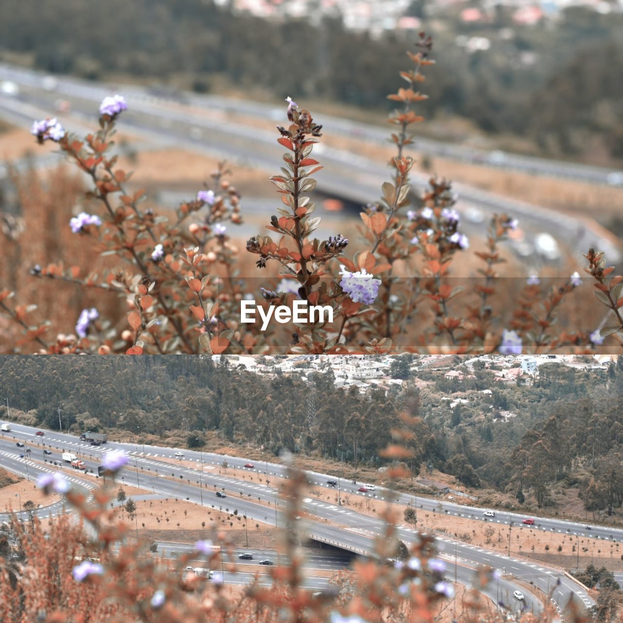 HIGH ANGLE VIEW OF FLOWERING PLANTS AND TREES