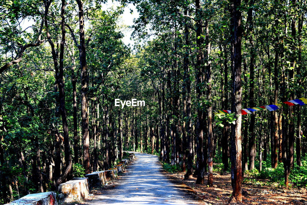 Narrow pathway along trees in park