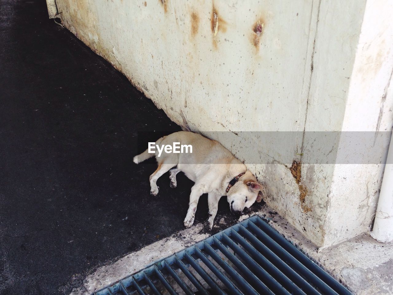 High angle view of stray dog sleeping on sidewalk