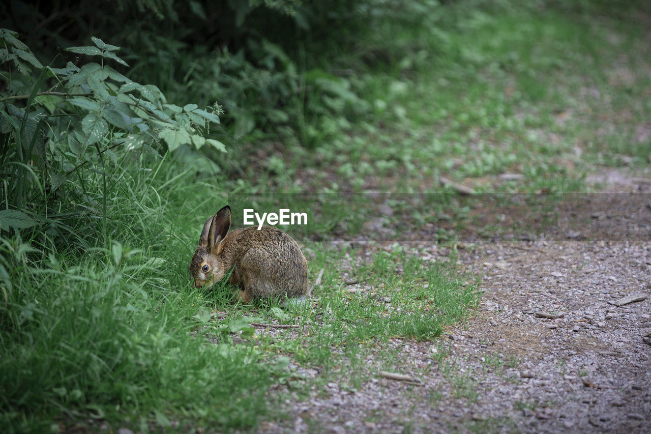 animal, animal themes, animal wildlife, one animal, mammal, wildlife, grass, plant, no people, rodent, nature, rabbit, land, rabbits and hares, day, green, outdoors, field, pet, selective focus