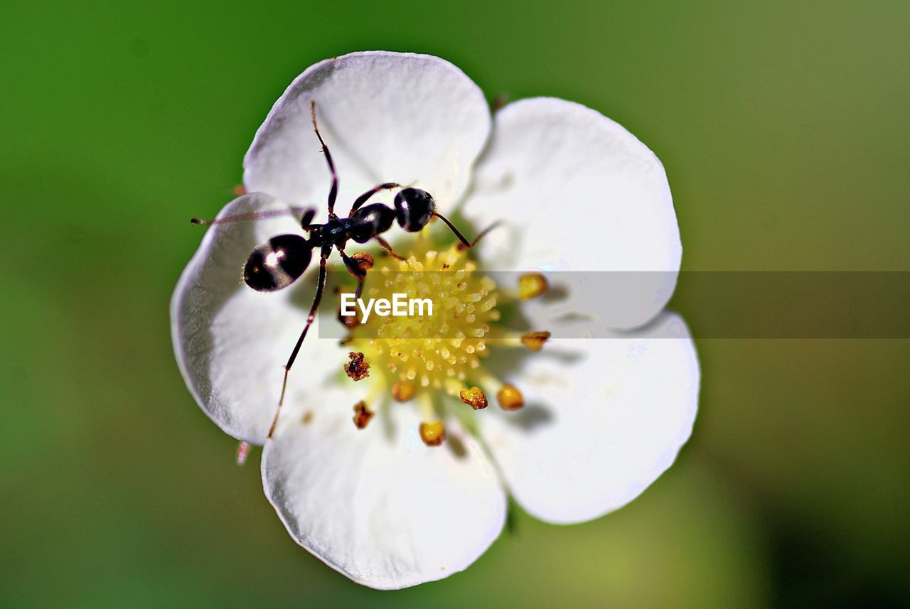 BEE ON WHITE FLOWER