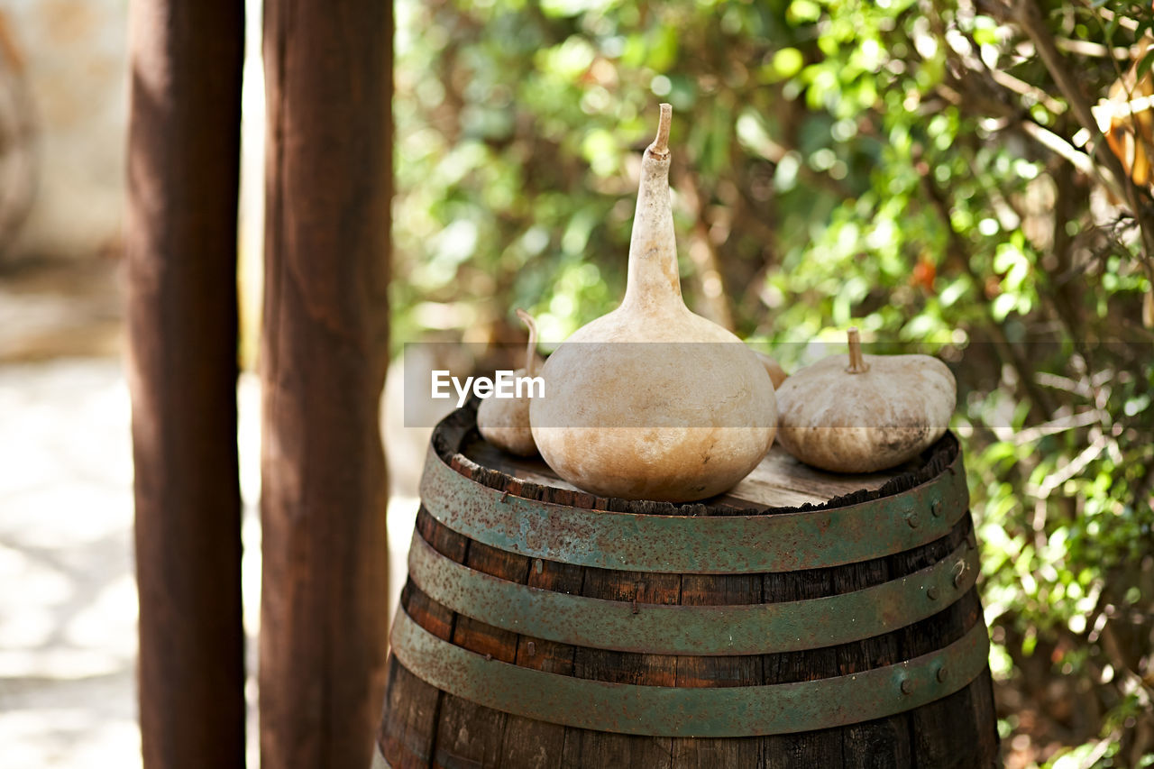 CLOSE-UP OF BREAD ON TREE