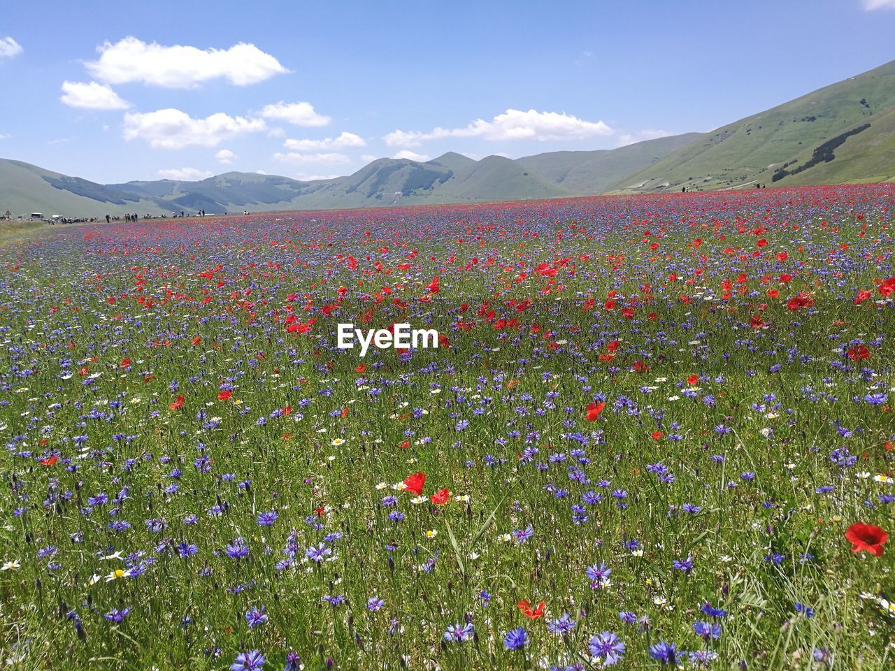 SCENIC VIEW OF FLOWERING PLANTS ON LAND