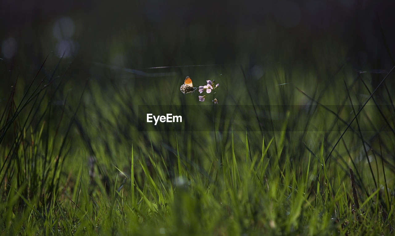 Close-up of insect on grass in field