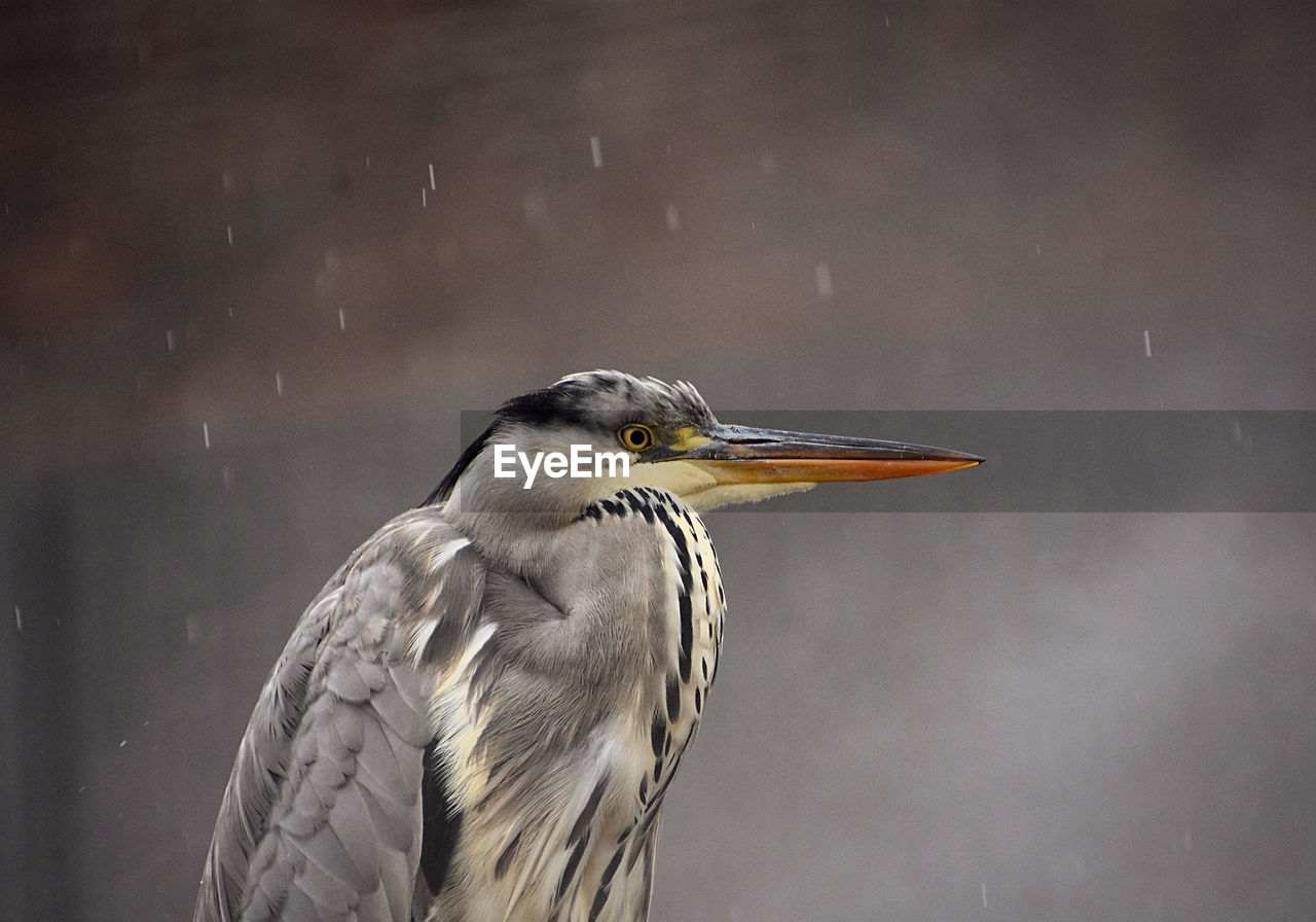 Close-up of a bird