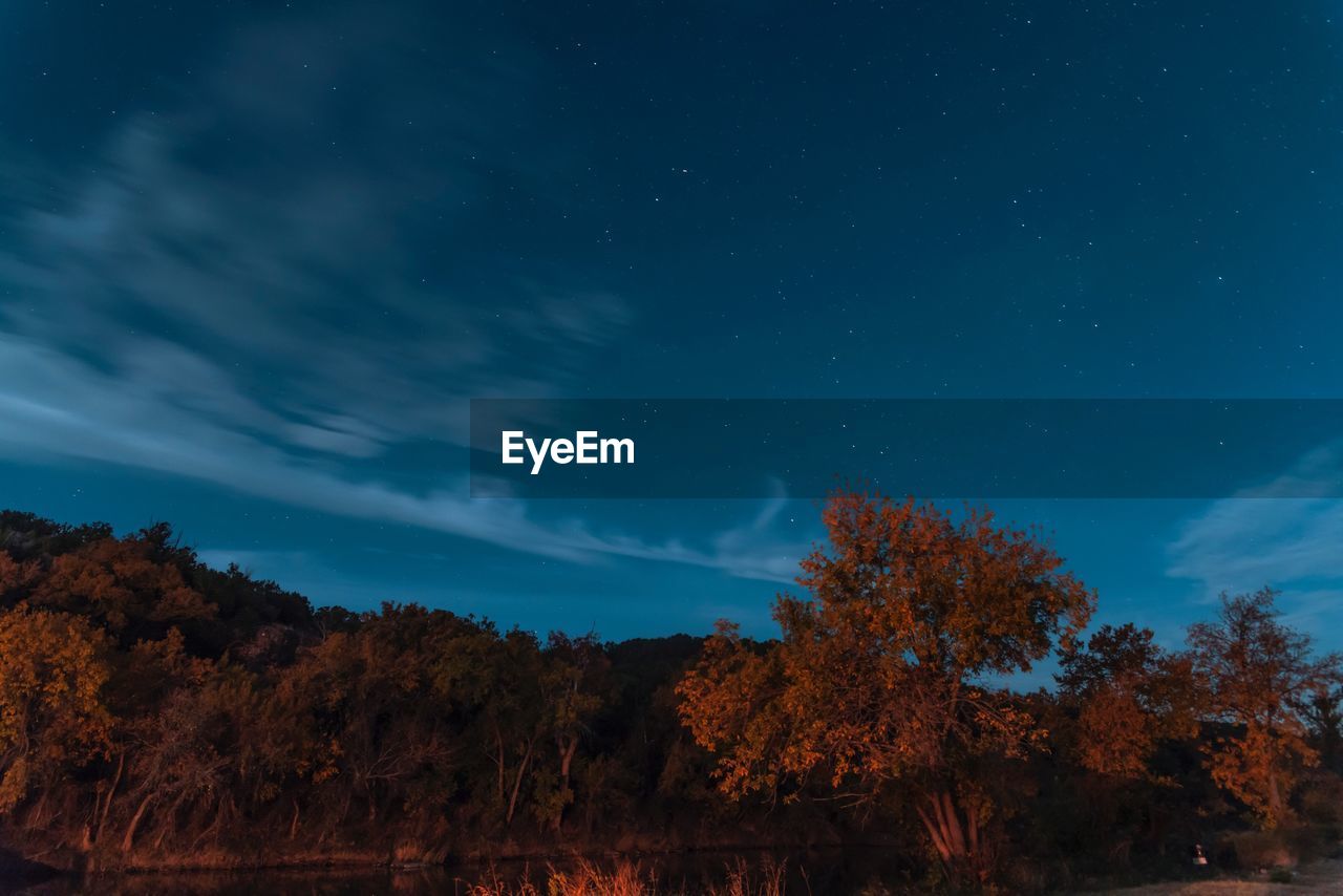 Trees against sky at night